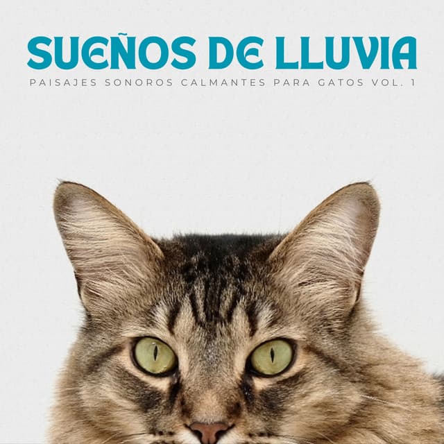 Sueños De Lluvia: Paisajes Sonoros Calmantes Para Gatos Vol. 1 - Lluvia Instantánea