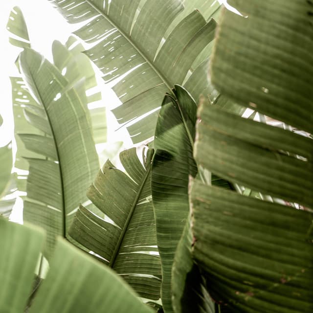 100 Days of Relaxing Starts - Lofi Chill