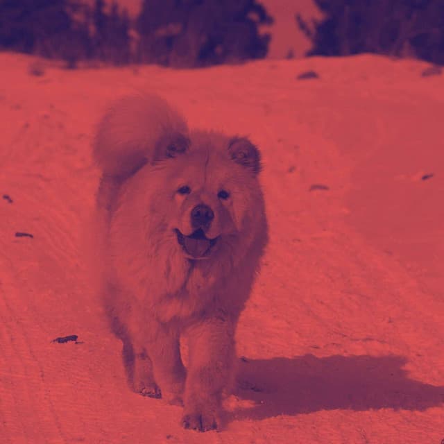 Music for Unwinding Doggo - Piano Duo - Doggy Relaxing Sounds