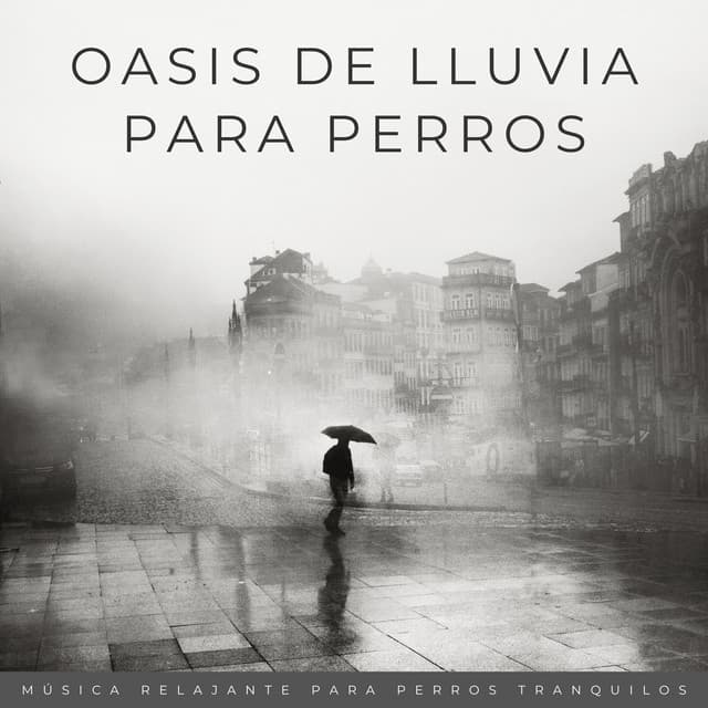 Oasis De Lluvia Para Perros: Música Relajante Para Perros Tranquilos - Trambiendo