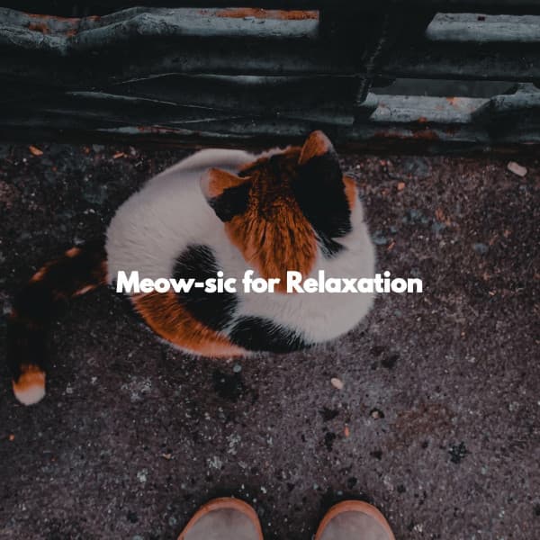 Meow-sic for Relaxation - Montreal Jazz Duo