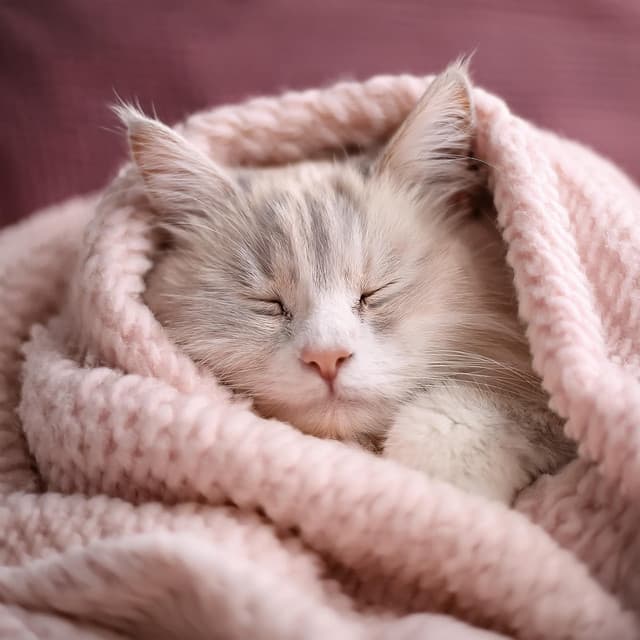 Sonidos naturales del bosque