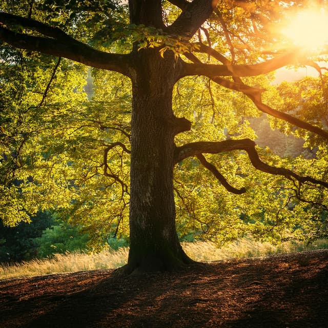 Paisajes Sonoros Serenos Para La Relajación Y La Calma - Ruidos calmantes