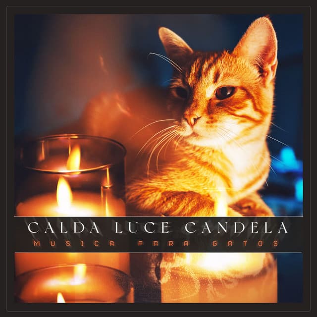 Calda Luce Candela - Musica para Gatos