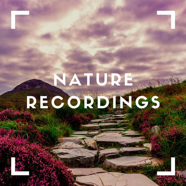 Natural Sounds of the Woods - Natural Sample Makers
