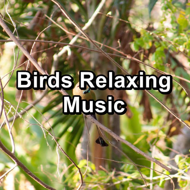 Birds Relaxing Music - Birds