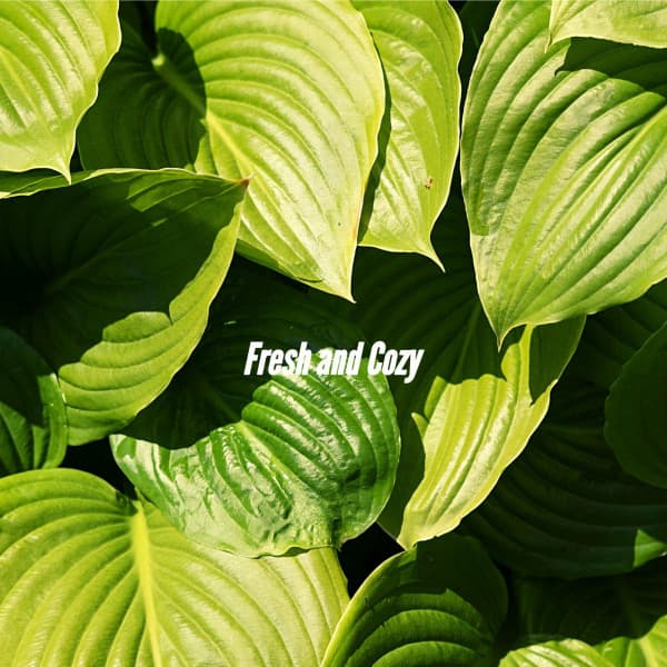 Fresh and Cozy - Super Jazz Cafe Music