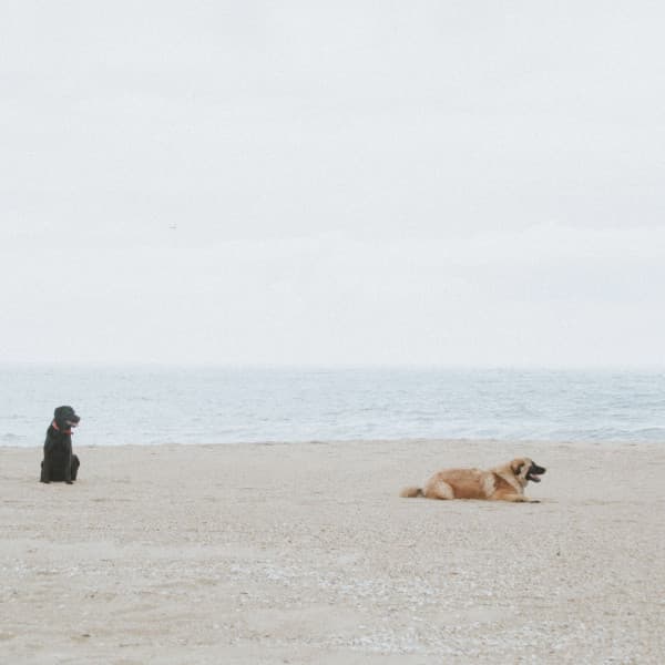 Piano Jazz - Background for Anxious Dogs - Relaxing Dog Music Society