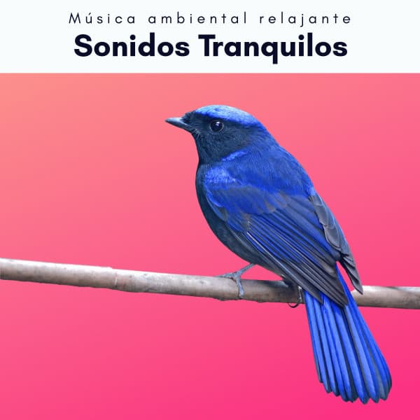 A h o r a: Sonidos Tranquilos - Música ambiental relajante