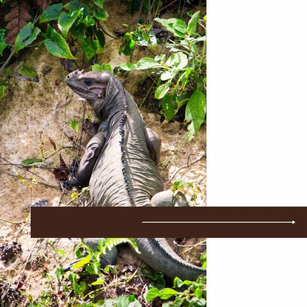 Mindfulness - Deep Sleep Meditation Radio