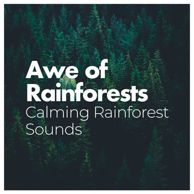 Awe of Rainforests - Calming Rainforest Sounds