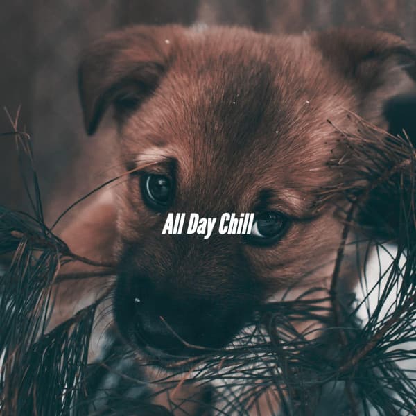 All Day Chill - Easy Sunday Morning Music