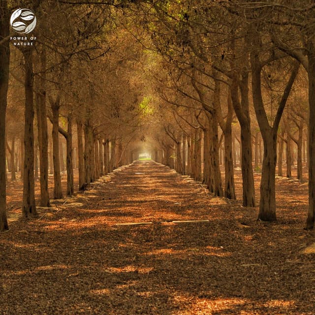 Enchanted Piano Collection - Tamera