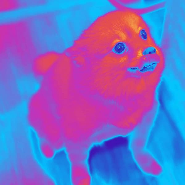 Music for Doggy Luxury - Calma Música para Perros