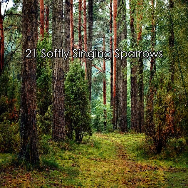 21 Softly Singing Sparrows - Nature Sounds for Sleep and Relaxation