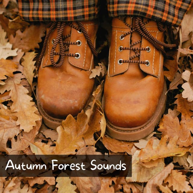 Autumn Forest Sounds - Chill Autumn Vibes