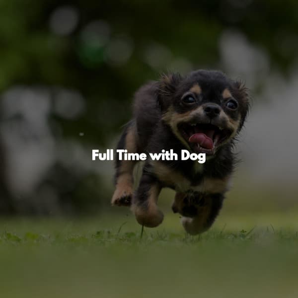 Full Time with Dog - Boutique Hotel Music