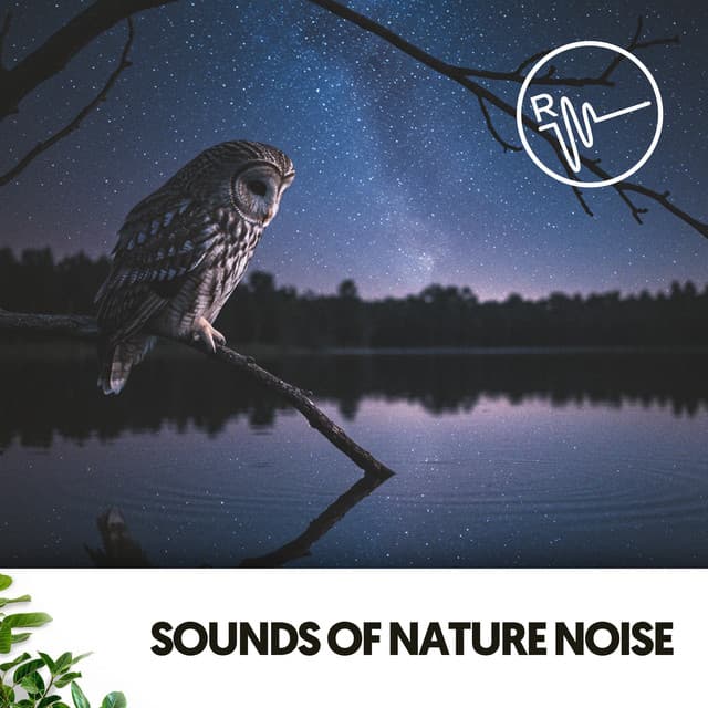 Sounds of Nature Noise: Melodies for Peaceful Nights - Relajacion