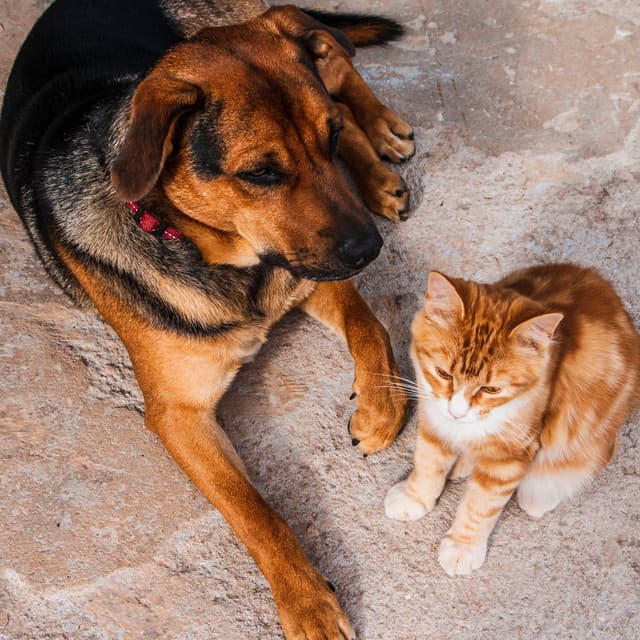 Paws and Plumage: Ambient Bird Sounds for Pet Relaxation - Smooth Chill Playlist