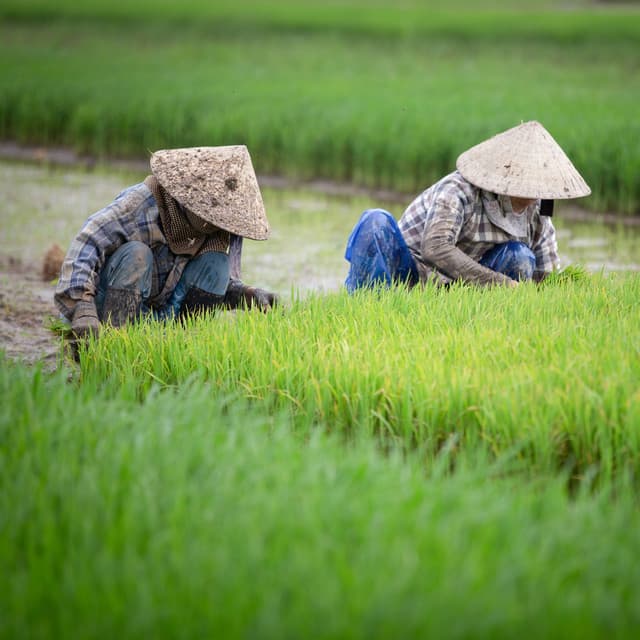 Binaural Professional Growth: Nature's Rain Ambience for Task-Oriented Work - Wild Weather