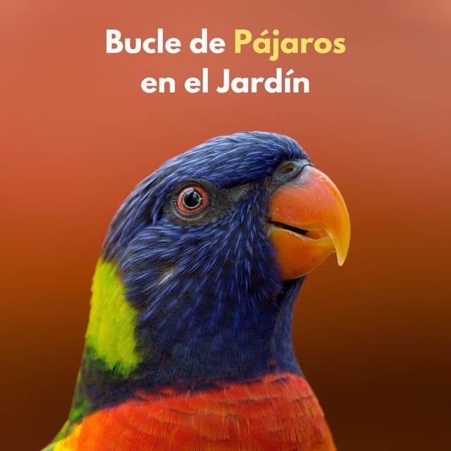 Bucle De Pájaros En El Jardín - Pájaros del Bosque