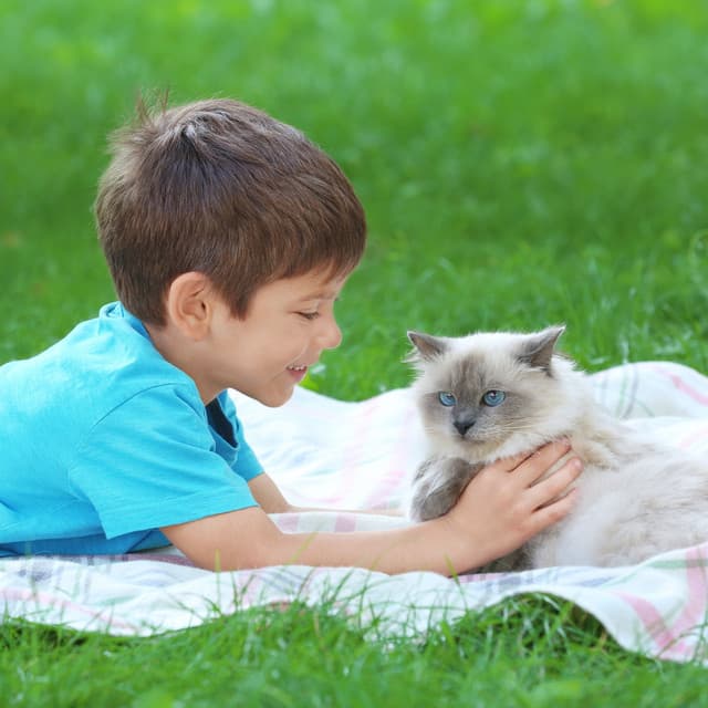 Feline Soul Jazz: Piano for Cat Companionship - Piano Jazz Late Night