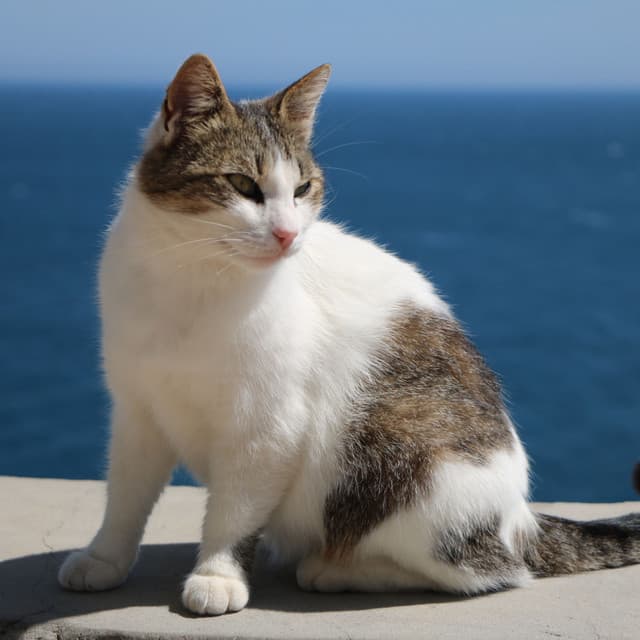 Binaural Feline Serenade: Calming Ocean Waves for Relaxed Cats - Wind and Oceans