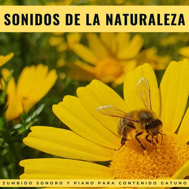 Sonidos De La Naturaleza: Zumbido Sonoro Y Piano Para Contenido Gatuno - Grabaciones de campo de la naturaleza