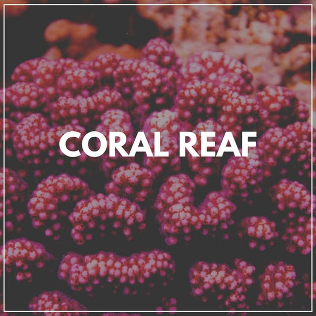 Coral Reaf - Sounds Of The Ocean