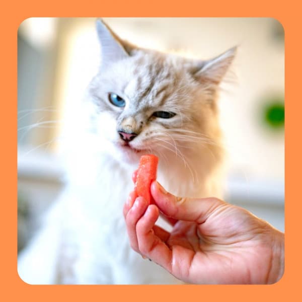 Feelings for Loving Cats - Cat Sleeping Music Project