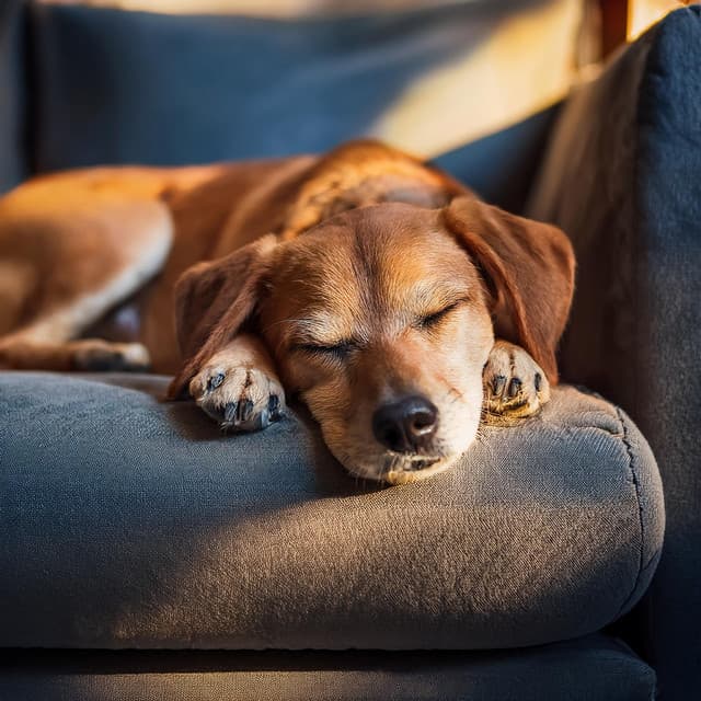 Música para cachorros