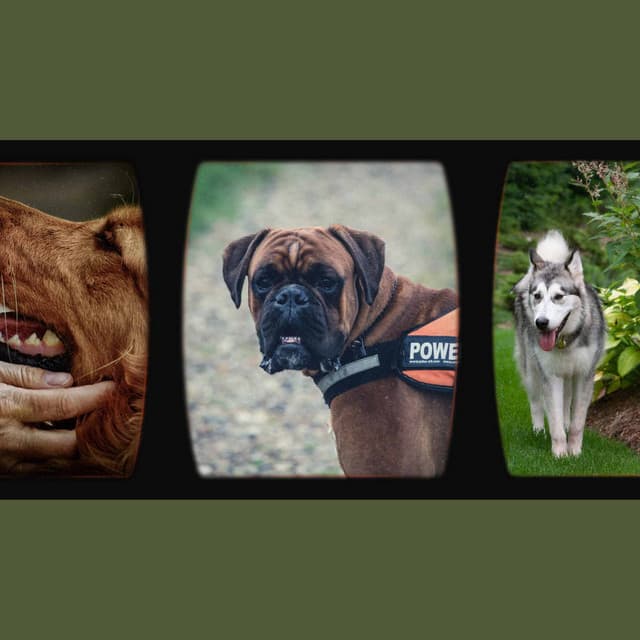 Echoes of A Sleepy Puppy - Relaxing Dog Music Playlists