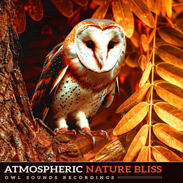 Atmospheric Nature Bliss - Owl Sounds Recordings