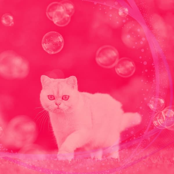 Backdrop for Cool Kittens - Music for Resting Cats