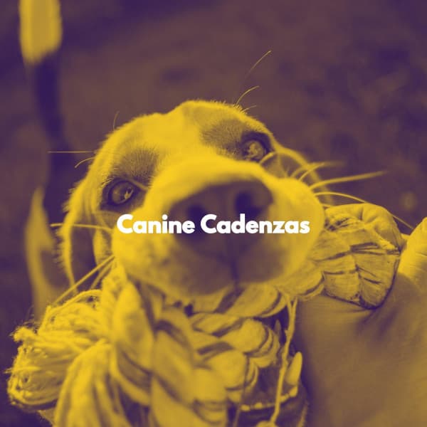 Canine Cadenzas - Cheerful Hotel Lobby Music