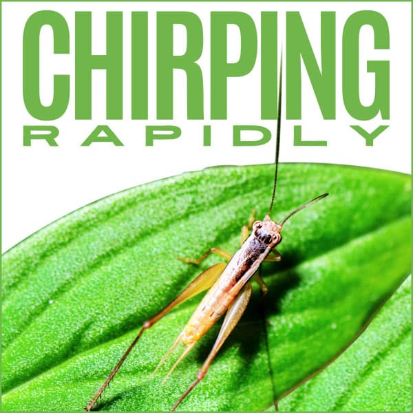 Chirping Rapidly - Cricket Sounds