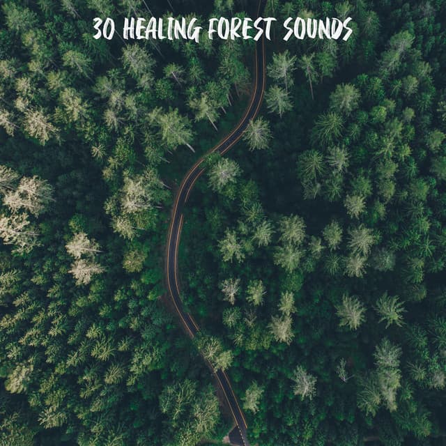 30 Healing Forest Sounds - Forest Sounds