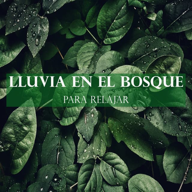 Lluvia en el bosque para Relajar - Cascada de Lluvia
