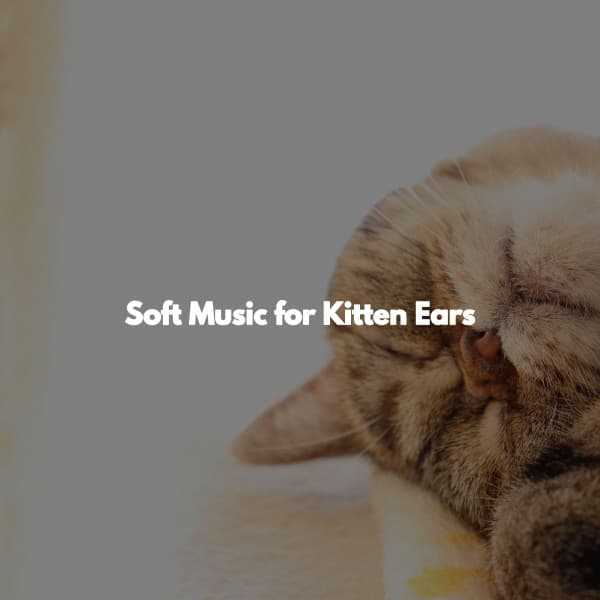Soft Music for Kitten Ears - Morgen Jazz Ambiente