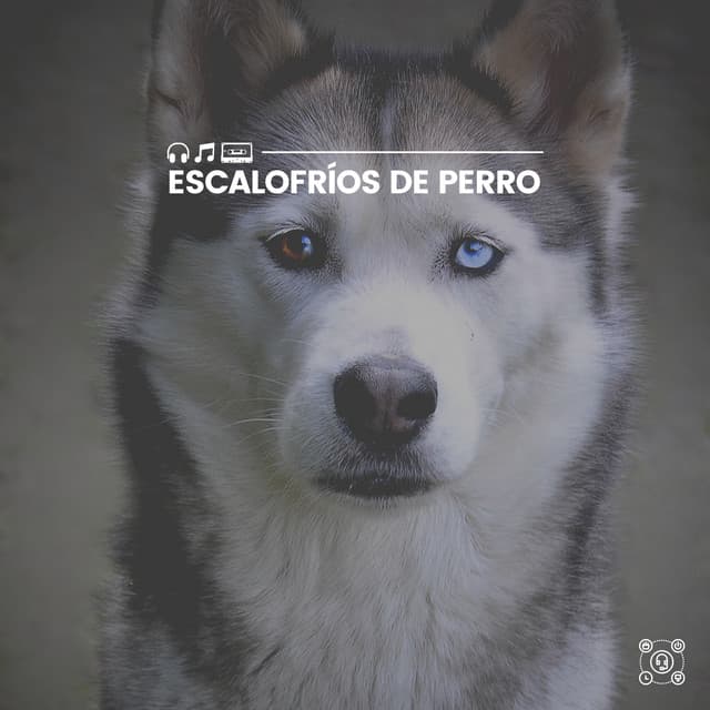 Escalofríos de Perro - Mascotas tranquilas