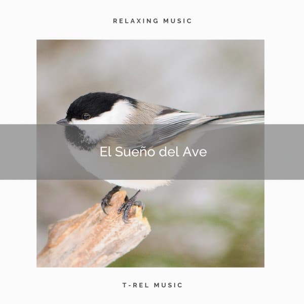 El Sueño del Ave - Sonidos De Pajaros