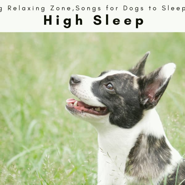 1001 High Sleep - Dog Relaxing Zone