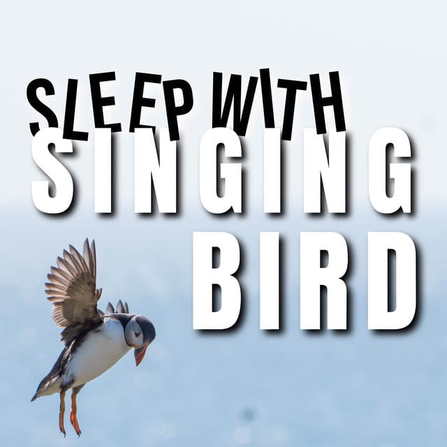 Sleep with singing Bird - Bird Songs