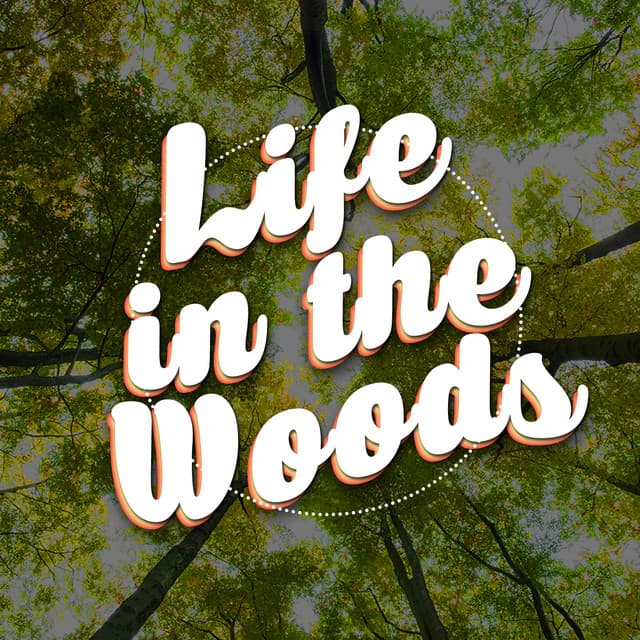 Life in the Woods - Bird Sounds