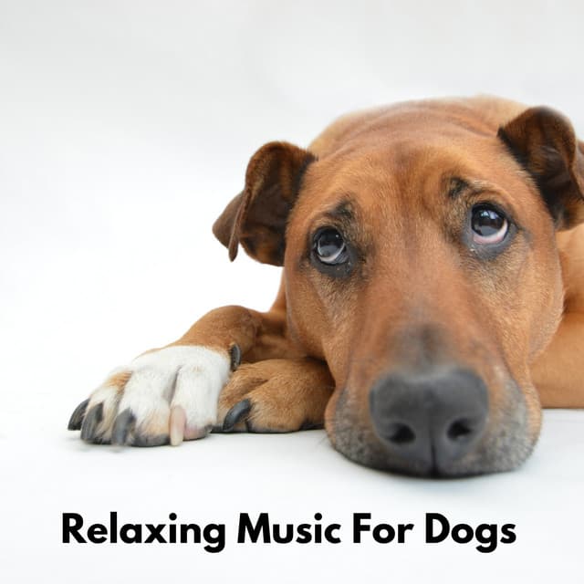 Relaxing Dog Music Playlists