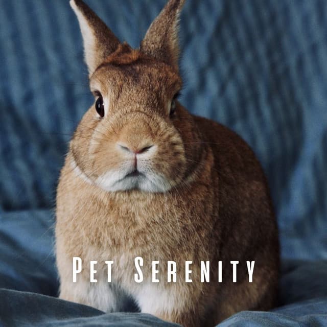 Pet Serenity: Harmonious Chill Music - Static Peace