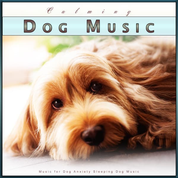 Calming Dog Music: Music for Dog Anxiety Sleeping Dog Music - Dog Music Collective
