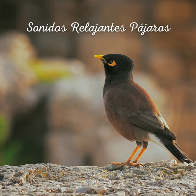 Sonidos Relajantes Pájaros - Sonidos De Aves