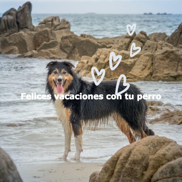 Felices vacaciones con tu perro - Cafe Music Japan