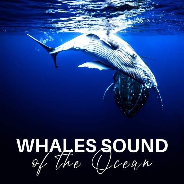 Whales Sound of the Ocean: Animal Sounds, Water Animal Noises, Wonderful Nature in the Ocean - Tropical Ocean Waves Oasis